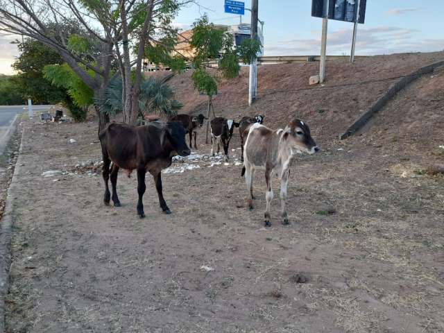 vaca3