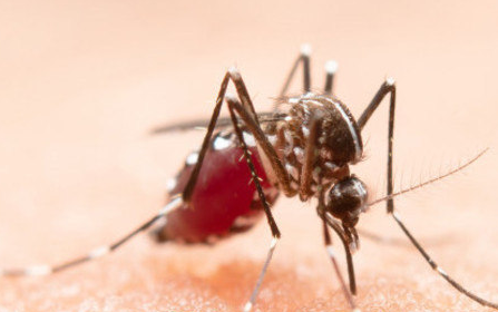 malaria