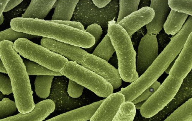 bacteriasresitentes