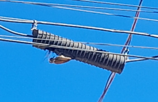 picapau