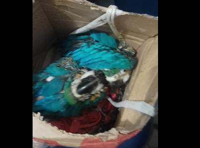 arara