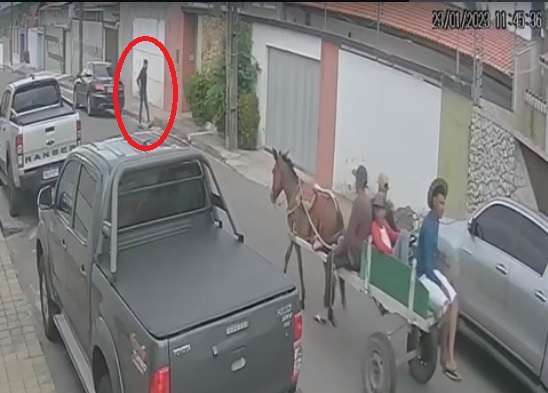 cavalos