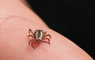 maculosa