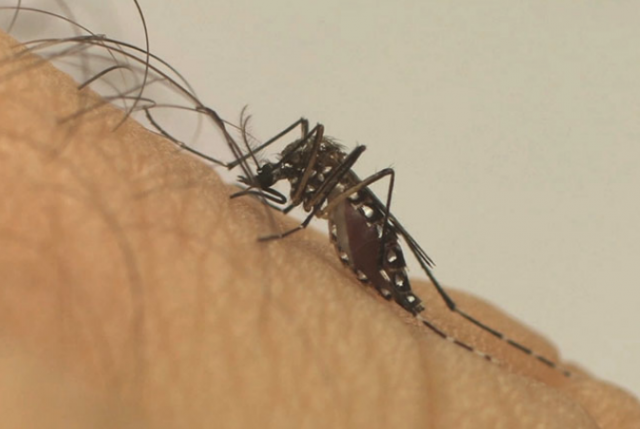 mosqudengue