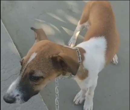 cachorra