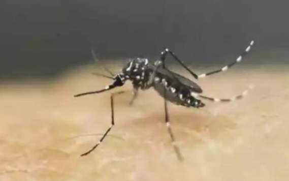 dengue