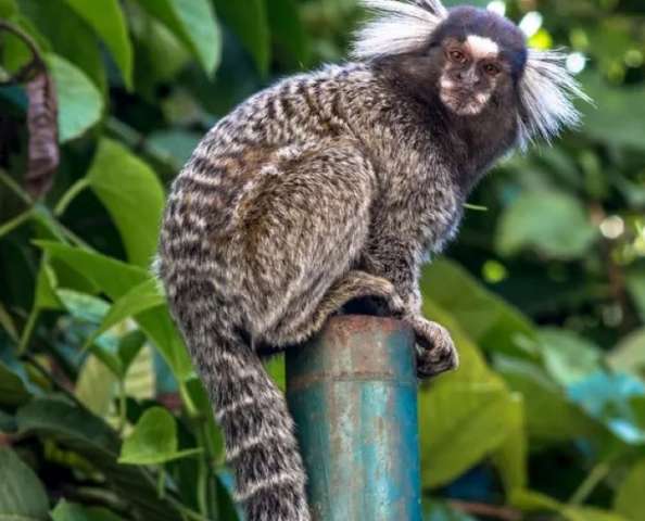 sagui