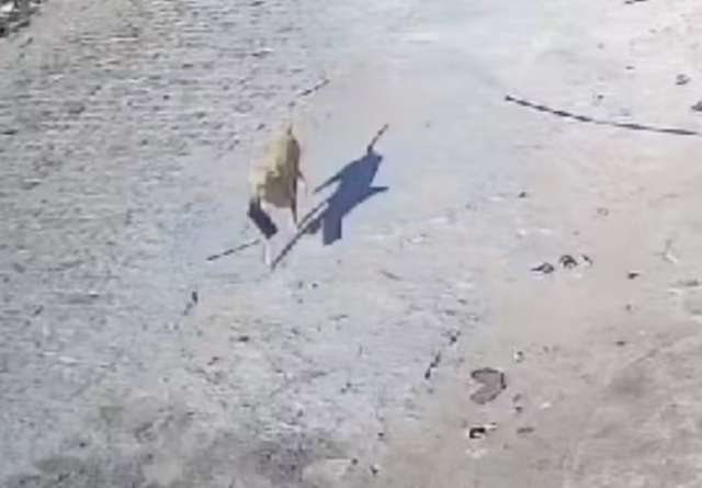 cachorrocaramelo