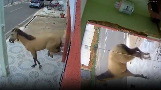 cavalo