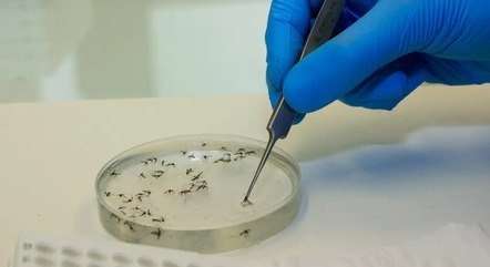 obitosdengue