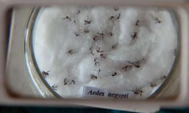 mosquito