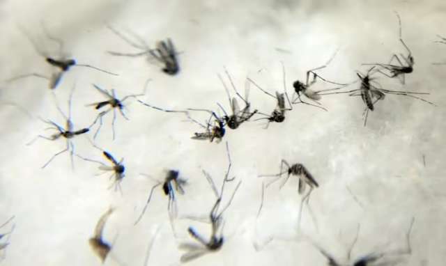 mosquitoaumento