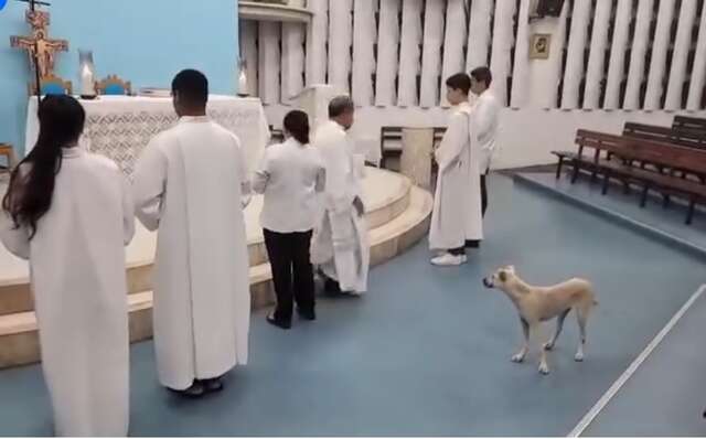cachorro
