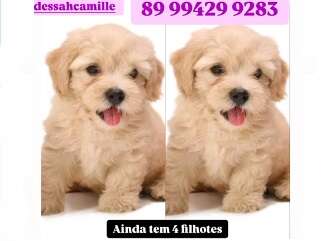 cachorros