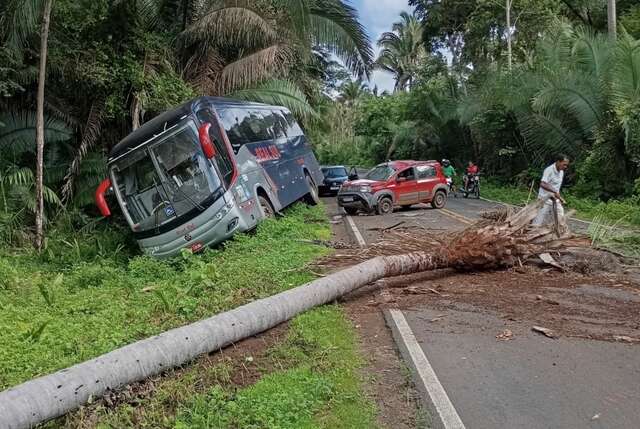 palmeiraonibus