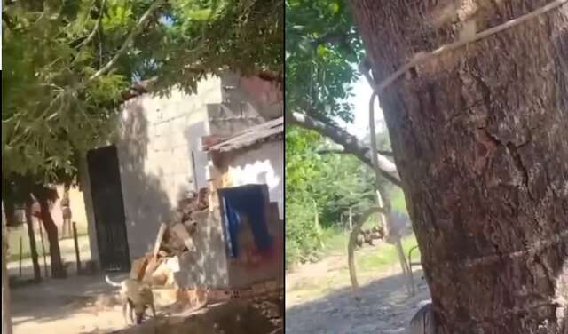 cachorro