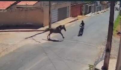 cavalo