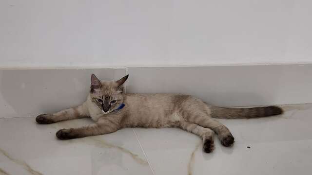 bela