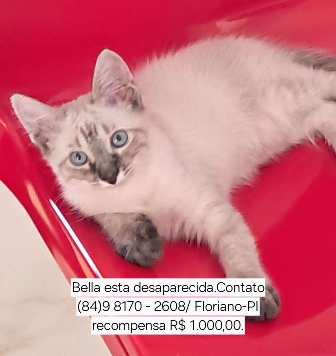 Dobra recompensa para R$ 1.000 para quem encontrar a gatinha Bella, desaparecida no sábado