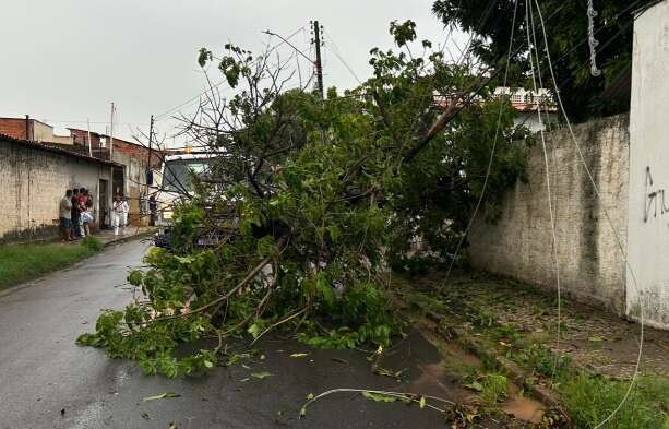 Temporal causa susto, derruba árvores e fios de energia ficam sobre carros em UBS