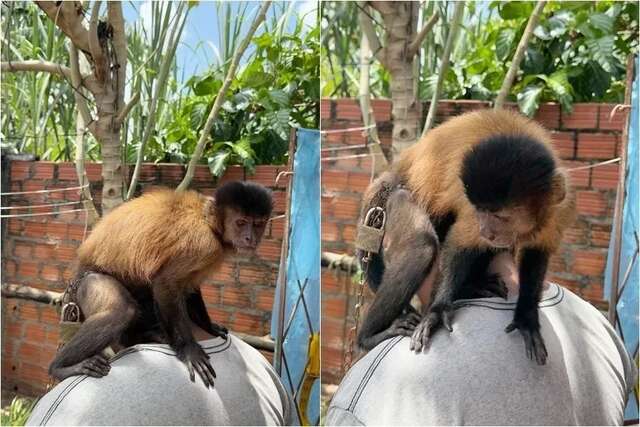 macacoprego