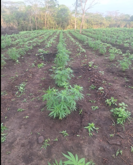 plantaçamaconha