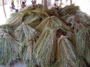 carnauba