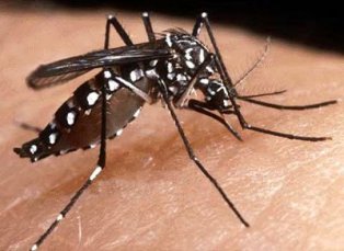 mosquito copy