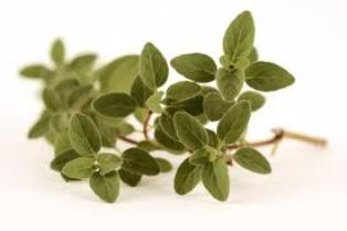 oregano