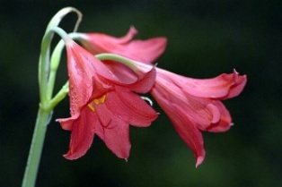 planta copy