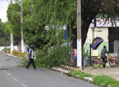 galhoarvoreflo12032013