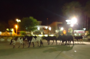vacascentroflo