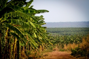 bananas