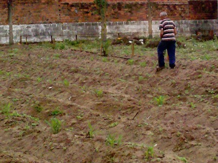 plantio31012013