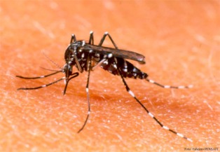 dengue